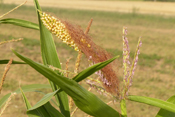 Gleichzeitiges erscheinen von Frucht und Samenstand beim Mais deutet auf Stress beim Wachstum des Maises hin.