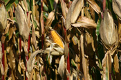 Der Maisanbau in der Wetterau dient hauptsächlich als Futtermittel und zur Ölgewinnung.