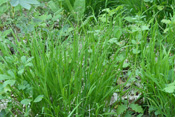 Das Einblütige Perlgras ist eine Pflanze des Buchenwaldes.
