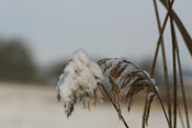 Schilf ist als Biotop-Bestand für die Wetterau sehr wertvoll.