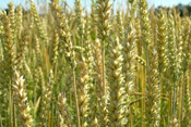 Alle heutigen Weizenarten sind Kreuzungsprodukte verschiedener Getreide und Wildgräser.