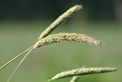 Wiesenfuchsschwanz wächst als Horstpflanze auf den Wetterauer Wiesen.