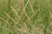 Wiesen-Lieschras ist häufig Verursacher von Allergien beim Menschen.