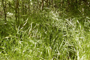 Wild-Hafer erreicht Wuchshöhen bis zu 1,9 Meter.