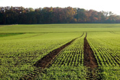 Wintergerste ist ertragreicher als Sommergerste und färbt die Wetterauer Felder bereits im November grün.