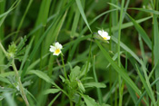 Acker-Stiefmütterchen werden aufgrund ihrer kleinen Blüten leicht übersehen.