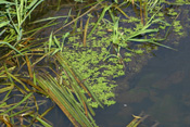 Der Wasserstern ist auch im Winter grün und versorgt sein Habitatgewässer mit Sauerstoff.