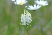 Die weißen Blüten des Mittleren Wegerichs wachsen rundum einen Ährenstand.