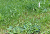 Der Mittlere Wegerich ist eine alte Heilpflanze. Seine Blüten sind weiß.