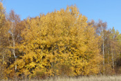 Strahlendes Gelb markiert einen Zitterpappel-Standort nahe Ockstadt im Herbst.