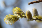 Die Sal-Weide blüht in milden Wintern bereits im Januar.