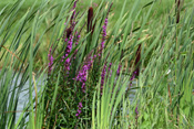 Weiderichgewächse der Wetterau