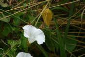 Eine reinweiße Blüte der Ackerwinde.