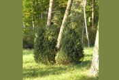 Zypressengewächse der Wetterau