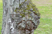 Baumkrebs ist die Bezeichnung von Überwucherungsversuchen des, von Pilzen und Bakterien infizierten Baumes.