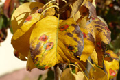 Birnengitterrost nutzt Birnbaum-Blätter als Zwischenwirt für seine Verbreitung.