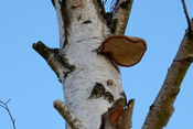 Birkenporlinge befallen die Bäume der Wetterau und verursachen Braunfäule.