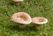 Edelreizker wachsen vorwiegend in den Nadelforsten der Wetterau da sie mit den Nadelbäumen in Symbiose leben.