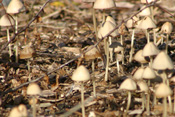 Büschelige Faserlinge wachsen auf den Holzschnitzeln am Angelteich in Dauernheim.