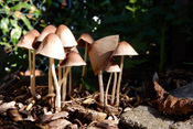 Lederbraune Faserlinge gedeihen in Parks, Wäldern und Gärten. Er wächst auf Erde, wie auch auf Holz.