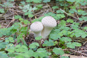 Flaschenboviste sind Verwandte der Champingnons und wachsen in den Wäldern der Wetterau.