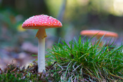 Dieses Fliegenbild entstand im Wald nahe dem Wetterau Ort Stockheim.