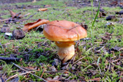 Ein besonders schön anzusehender Pilz der Wetterau ist der Goldröhrling. Er wächst unter Lärchen.