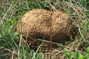 Der Hasenbovist wird auch Hasen-Stäubling oder Getäfelter Großstäubling genannt.