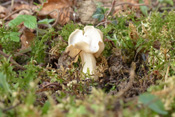 Die Herbstlorchel ist als Speisepilz sehr umstritten.