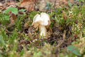 Die Herbstlorchel ist als Speisepilz sehr umstritten.