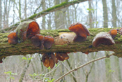 Judasohren wachsen auf einem Holunder im Wald bei Bad Nauheim.