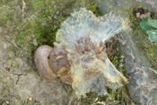 Der Pilzbefall eines Kartoffelbovistes verhindert dessen Ausbreitung seiner Sporen.