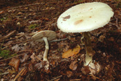 Der Knollenblätterpilz gehört zu den sehr giftigen Pilzen der Wetterau. Sie sollten in keinem Fall mit harmlosen, essbaren Pilzen verwechselt werden, denn ihr Verzehr kann tödlich sein.