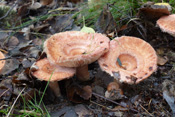 Birken-Milchlinge leben symbiotisch mit Birken zusammen.