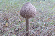 Im Bild, ein junger Parasol mit geschlossenem Hut.