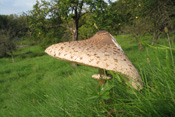 Viele Wetterauer Pilzsammler schätzen den Parasol, den sie meist wie ein Schnitzel pannieren und in der Pfanne braten.