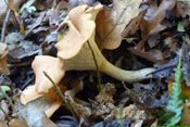 Der Pfifferling ist ein Pilz des Wetterauer Waldes.