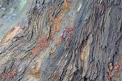 Zinnoberrote Pustelpilze haben nur wenige Millimeter große Fruchtkörper, die auch rosa oder Orangerot gefärbt sein können.
