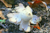 Zu den seltenen Pilzen der Wetterau zählt der Rötende Erdstern.