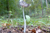 Scheibentintlinge sind kleine Pilze mit einem tellerförmigen Hut.