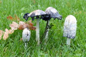 Der Schopftintling ist ein Speisepilz der Wetterau.