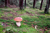 Die nahezu unverwechselbaren Steinpilzesind von den Pilzsammlern der Wetterau sehr geschätzte Speisepilze.