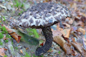 Die schuppigen Auswüchse an Hut und Stiel des Strubbelkopfes haben dem Pilz zu seinem Nahmen verholfen.