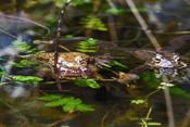 Erdkröten im Laichgewässer.