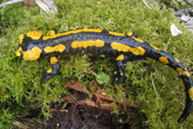 Ein Feuersalamander in der Natur der Wetterau.