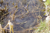 Froschlaich in einem Graben der Wetterau.