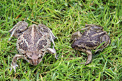 Knoblauchkröten aus dem Bingenheimer Ried in der Wetterau.