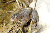 An einigen Stellen der Wetterau lebt der Seefrosch.