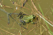 Ein Wetterauer Wasserfrosch neben einem kleinen Artgenossen verstecken sich im Gras am Uferrand.