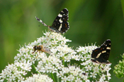 Verweis zur Auswahl Insekten